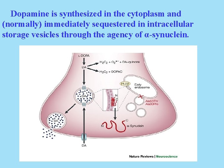 Dopamine is synthesized in the cytoplasm and (normally) immediately sequestered in intracellular storage vesicles