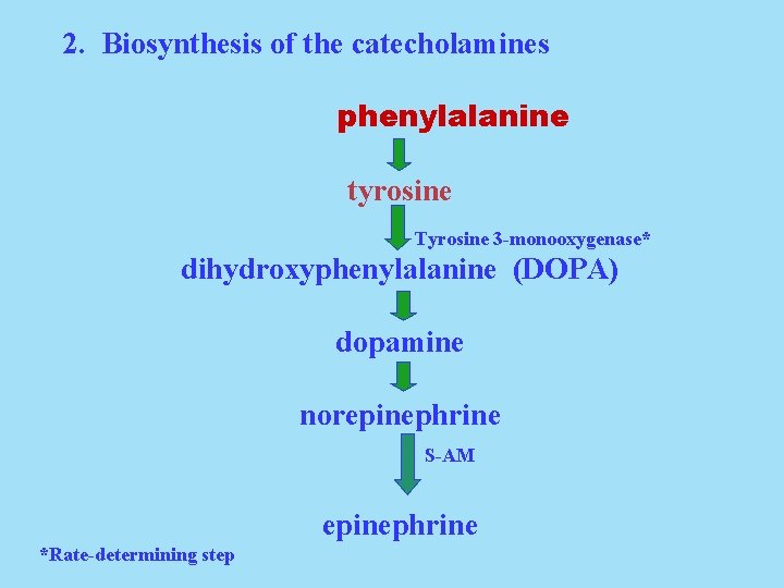 2. Biosynthesis of the catecholamines phenylalanine tyrosine Tyrosine 3 -monooxygenase* dihydroxyphenylalanine (DOPA) dopamine norepinephrine