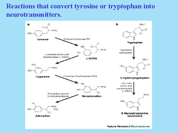 Reactions that convert tyrosine or tryptophan into neurotransmitters. 