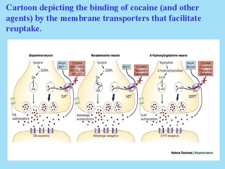 Cartoon depicting the binding of cocaine (and other agents) by the membrane transporters that