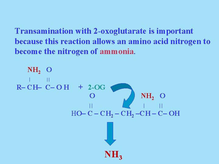 Transamination with 2 -oxoglutarate is important because this reaction allows an amino acid nitrogen