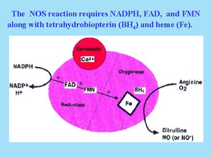 The NOS reaction requires NADPH, FAD, and FMN along with tetrahydrobiopterin (BH 4) and