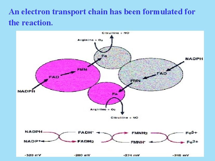 An electron transport chain has been formulated for the reaction. 