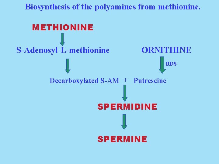 Biosynthesis of the polyamines from methionine. METHIONINE S-Adenosyl-L-methionine ORNITHINE RDS Decarboxylated S-AM + Putrescine