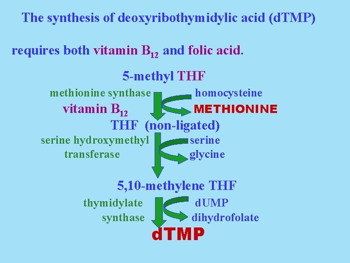 The synthesis of deoxyribothymidylic acid (d. TMP) requires both vitamin B 12 and folic