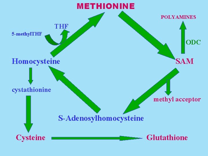 METHIONINE POLYAMINES THF 5 -methyl. THF ODC Homocysteine SAM cystathionine methyl acceptor S-Adenosylhomocysteine Cysteine