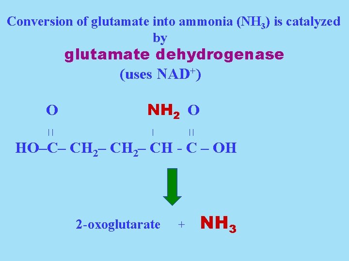 Conversion of glutamate into ammonia (NH 3) is catalyzed by glutamate dehydrogenase (uses NAD+)