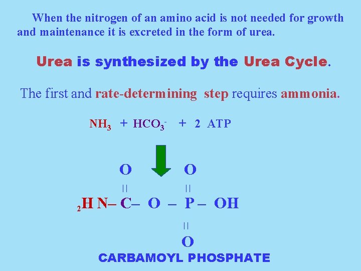 When the nitrogen of an amino acid is not needed for growth and maintenance