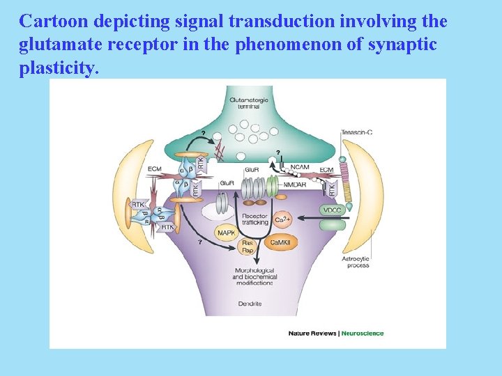 Cartoon depicting signal transduction involving the glutamate receptor in the phenomenon of synaptic plasticity.