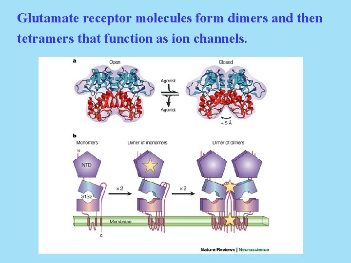 Glutamate receptor molecules form dimers and then tetramers that function as ion channels. 