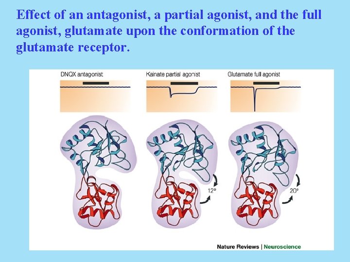 Effect of an antagonist, a partial agonist, and the full agonist, glutamate upon the