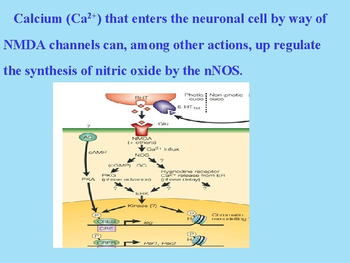 Calcium (Ca 2+) that enters the neuronal cell by way of NMDA channels can,