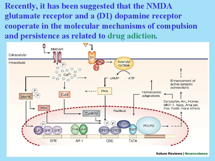 Recently, it has been suggested that the NMDA glutamate receptor and a (D 1)