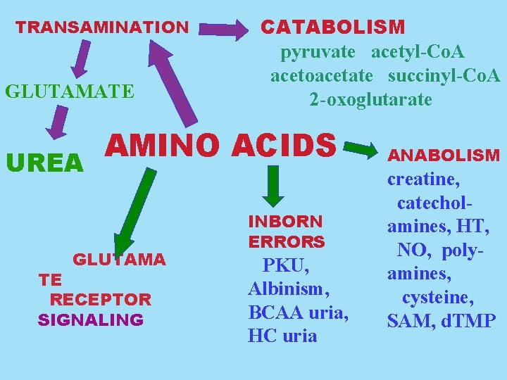TRANSAMINATION GLUTAMATE UREA CATABOLISM pyruvate acetyl-Co. A acetoacetate succinyl-Co. A 2 -oxoglutarate AMINO ACIDS