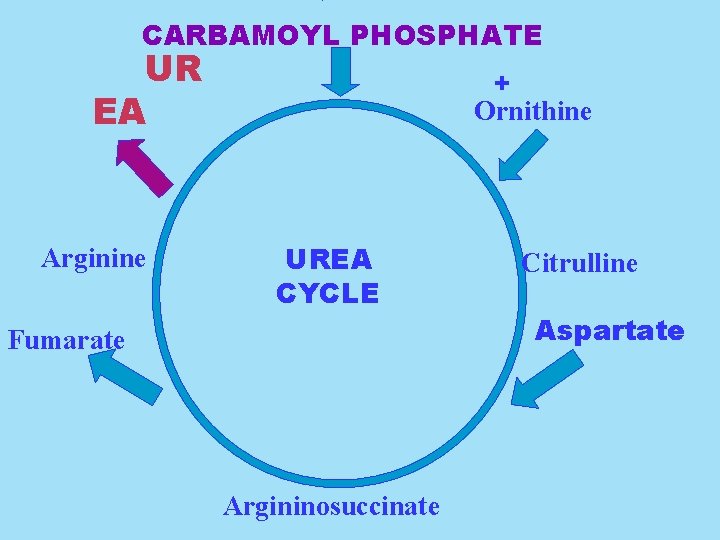 CARBAMOYL PHOSPHATE UR EA Arginine + Ornithine UREA CYCLE Fumarate Argininosuccinate Citrulline Aspartate 