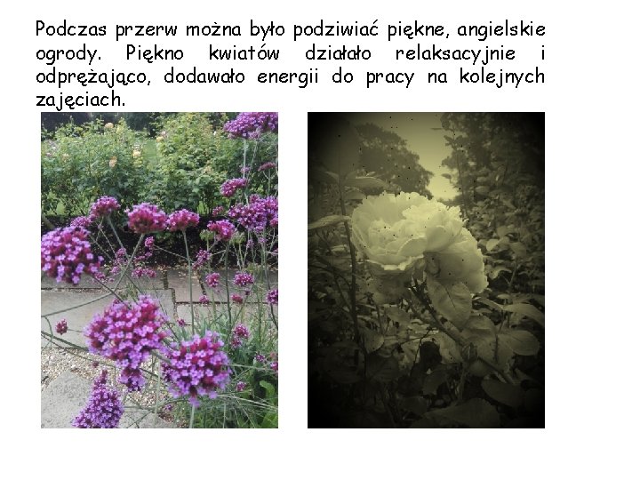 Podczas przerw można było podziwiać piękne, angielskie ogrody. Piękno kwiatów działało relaksacyjnie i odprężająco,