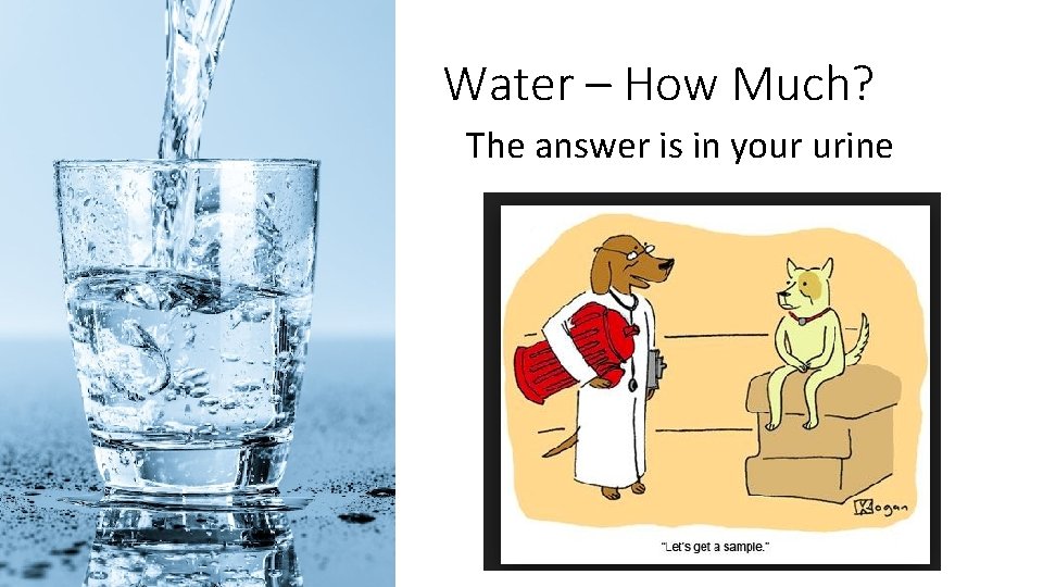 Water – How Much? The answer is in your urine 