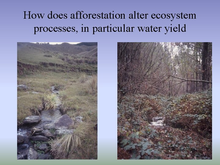 How does afforestation alter ecosystem processes, in particular water yield 