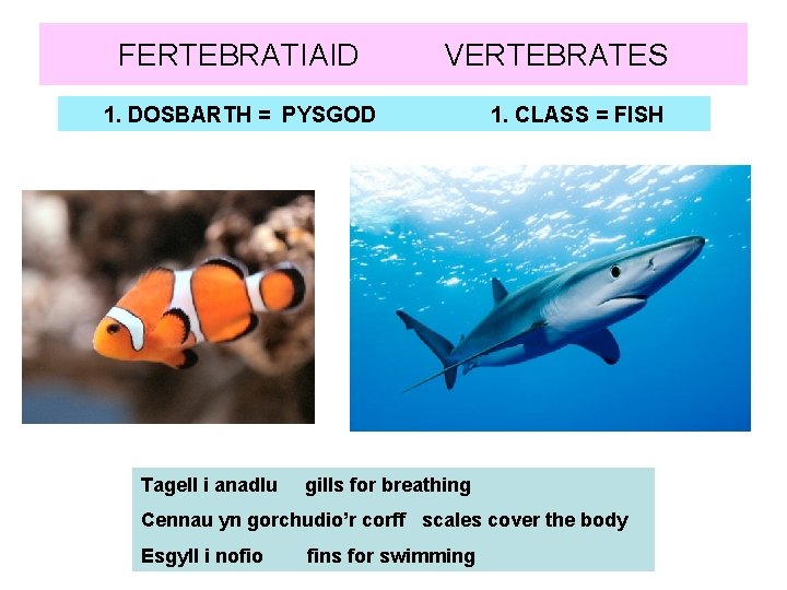 FERTEBRATIAID VERTEBRATES 1. DOSBARTH = PYSGOD Tagell i anadlu 1. CLASS = FISH gills
