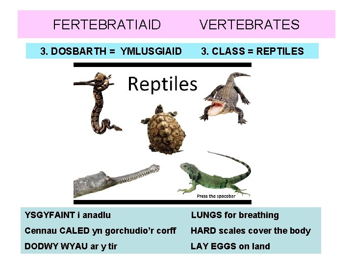 FERTEBRATIAID 3. DOSBARTH = YMLUSGIAID VERTEBRATES 3. CLASS = REPTILES YSGYFAINT i anadlu LUNGS