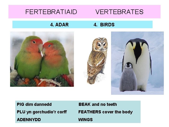 FERTEBRATIAID VERTEBRATES 4. ADAR 4. BIRDS PIG dim dannedd BEAK and no teeth PLU