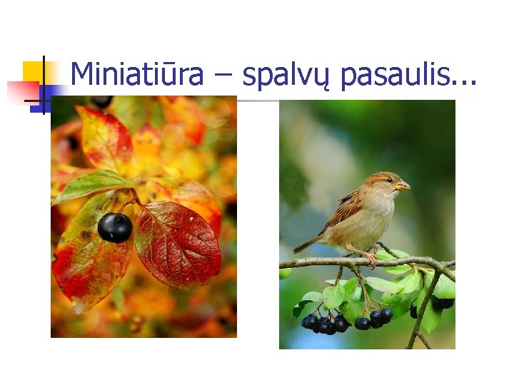 Miniatiūra – spalvų pasaulis. . . 