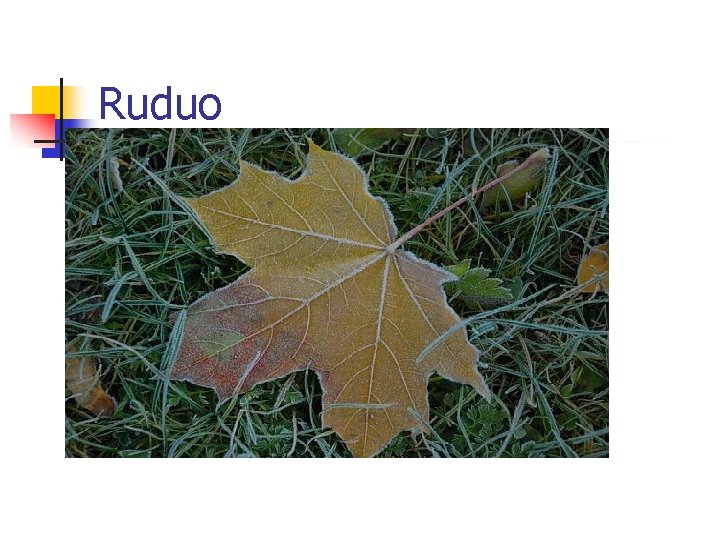 Ruduo 