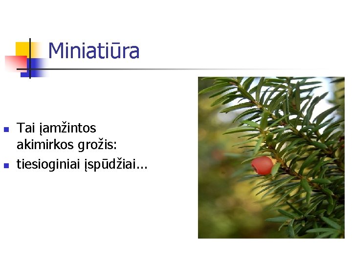 Miniatiūra n n Tai įamžintos akimirkos grožis: tiesioginiai įspūdžiai. . . 