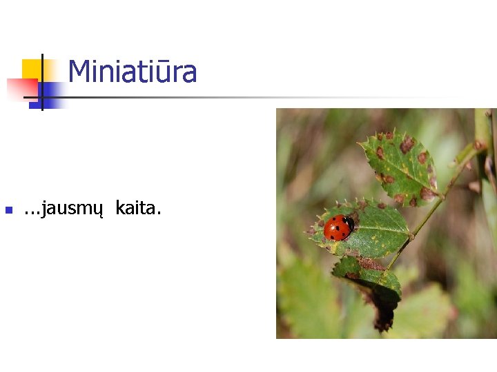 Miniatiūra n . . . jausmų kaita. 