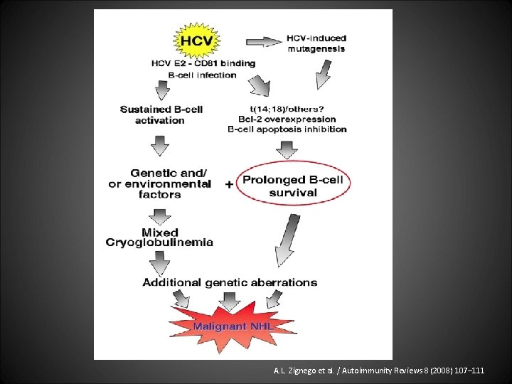 A. L. Zignego et al. / Autoimmunity Reviews 8 (2008) 107– 111 