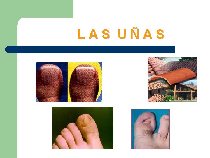 LAS UÑAS 