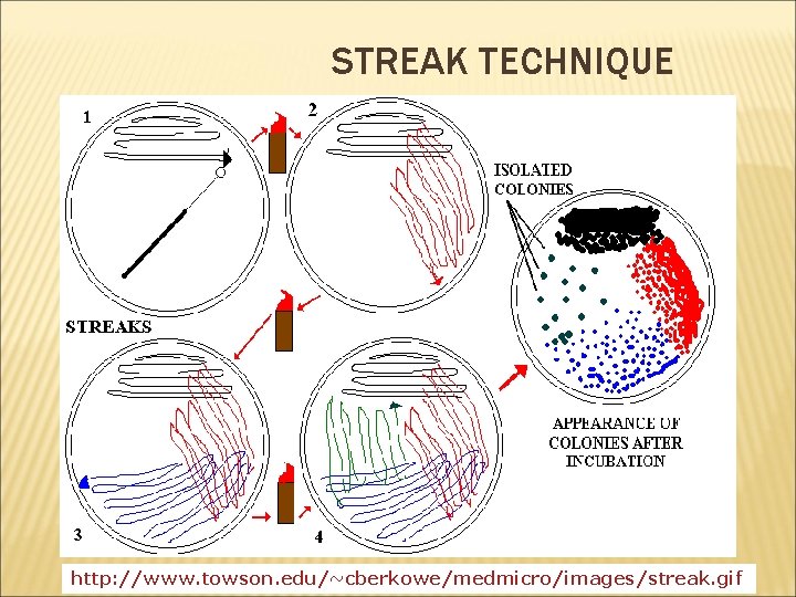 STREAK TECHNIQUE http: //www. towson. edu/~cberkowe/medmicro/images/streak. gif 16 