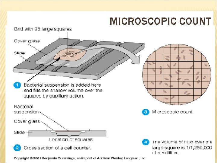 MICROSCOPIC COUNT 21 