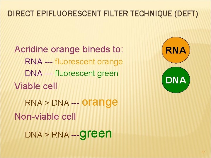 DIRECT EPIFLUORESCENT FILTER TECHNIQUE (DEFT) Acridine orange bineds to: RNA --- fluorescent orange DNA