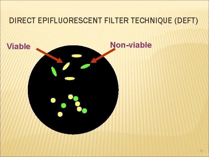 DIRECT EPIFLUORESCENT FILTER TECHNIQUE (DEFT) Viable Non-viable 33 