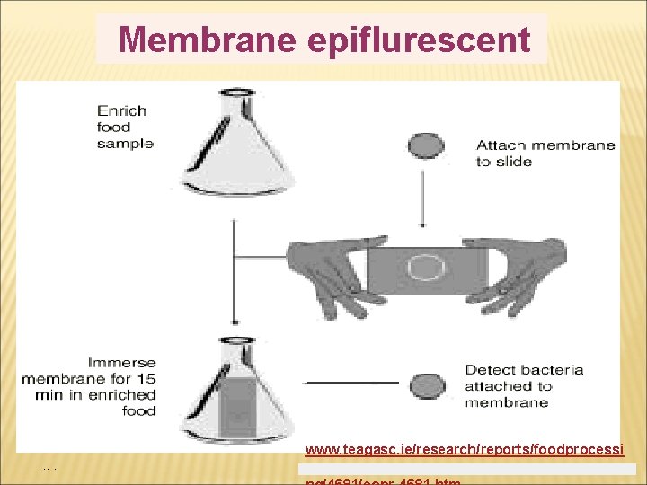 Membrane epiflurescent www. teagasc. ie/research/reports/foodprocessi A rapid technique for the detection of pathogens in