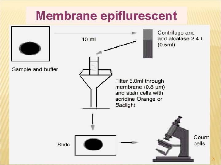 Membrane epiflurescent 35 