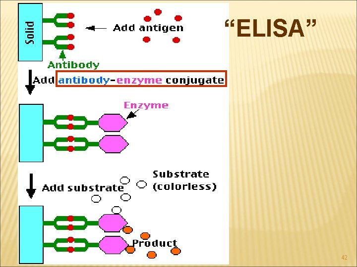 “ELISA” 42 