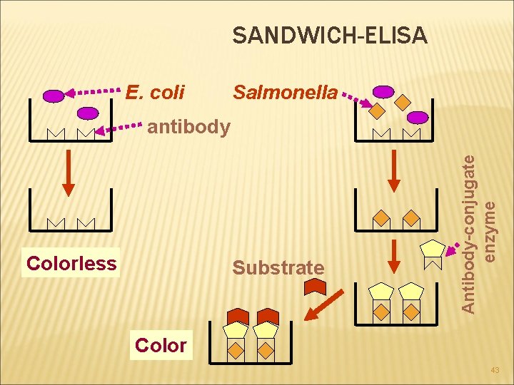 SANDWICH-ELISA E. coli Salmonella Colorless Substrate Antibody-conjugate enzyme antibody Color 43 