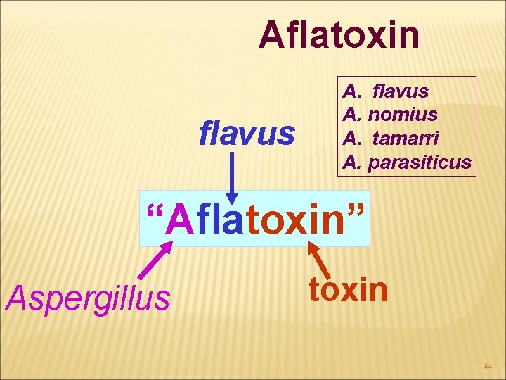 Aflatoxin flavus A. nomius A. tamarri A. parasiticus “Aflatoxin” Aspergillus toxin 44 