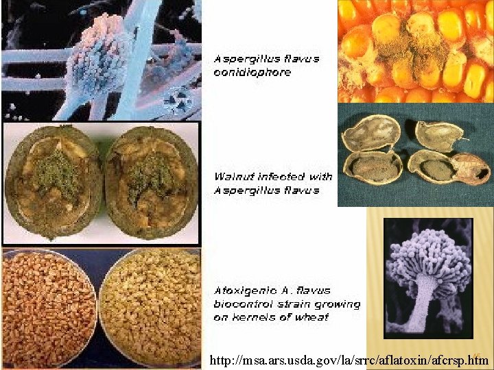 45 http: //msa. ars. usda. gov/la/srrc/aflatoxin/afcrsp. htm 