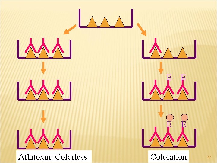 Aflatoxin: Colorless E E Coloration 47 