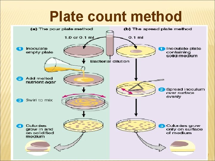 Plate count method 7 