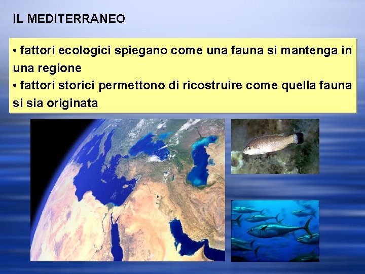 IL MEDITERRANEO • fattori ecologici spiegano come una fauna si mantenga in una regione