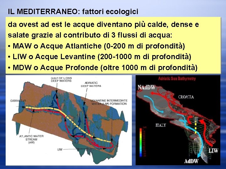 IL MEDITERRANEO: fattori ecologici da ovest ad est le acque diventano più calde, dense