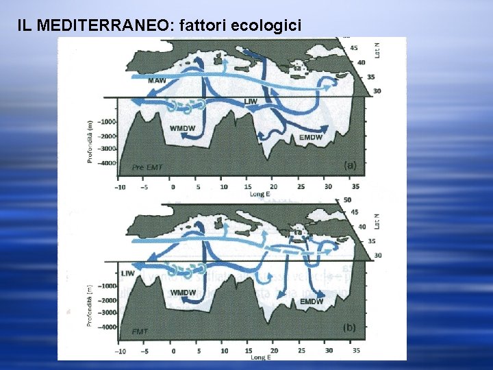 IL MEDITERRANEO: fattori ecologici 