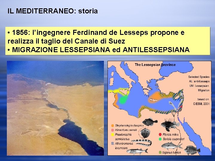 IL MEDITERRANEO: storia • 1856: l’ingegnere Ferdinand de Lesseps propone e realizza il taglio