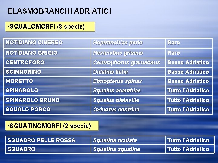 ELASMOBRANCHI ADRIATICI • SQUALOMORFI (8 specie) NOTIDIANO CINEREO Heptranchias perlo Raro NOTIDIANO GRIGIO Hexanchus