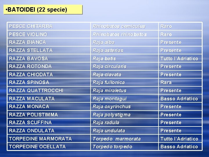  • BATOIDEI (22 specie) PESCE CHITARRA Rhinobatos cemiculus Raro PESCE VIOLINO Rhinobatos rhinobatos