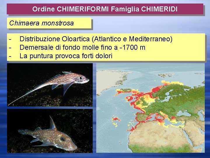 Ordine CHIMERIFORMI Famiglia CHIMERIDI Chimaera monstrosa - Distribuzione Oloartica (Atlantico e Mediterraneo) Demersale di
